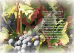 Auslese