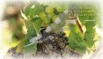 Unser Verstand ist der Rebstock